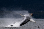 Humpback whale breaches water almost thirty times, South East Alaska - 18 Jul 2015