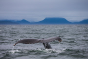 Humpback whale breaches water almost thirty times, South East Alaska - 18 Jul 2015