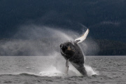 Humpback whale breaches water almost thirty times, South East Alaska - 18 Jul 2015