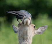Deer tolerates jackdaws on its head, Bushy Park, Richmond upon Thames, London, Britain - May 2015