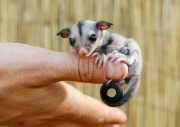 Kurzkopfgleitbeutler im Queensland Zoo