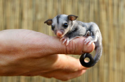 Kurzkopfgleitbeutler im Queensland Zoo