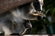 Neugeborenes Lumholtz-Baumkänguru Muppee mit Mutter Mindy an der Gold Coast   