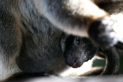 Neugeborenes Lumholtz-Baumkänguru Muppee mit Mutter Mindy an der Gold Coast   