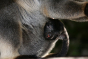 Neugeborenes Lumholtz-Baumkänguru Muppee mit Mutter Mindy an der Gold Coast   