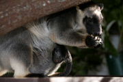 Neugeborenes Lumholtz-Baumkänguru Muppee mit Mutter Mindy an der Gold Coast   