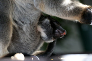 Neugeborenes Lumholtz-Baumkänguru Muppee mit Mutter Mindy an der Gold Coast   
