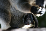 Neugeborenes Lumholtz-Baumkänguru Muppee mit Mutter Mindy an der Gold Coast   