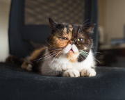 Cat Emotion portraits by Andrew Marttila, Philadelphia, America - Aug 2015