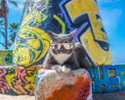 Cat Emotion portraits by Andrew Marttila, Philadelphia, America - Aug 2015