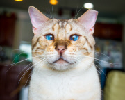 Cat Emotion portraits by Andrew Marttila, Philadelphia, America - Aug 2015