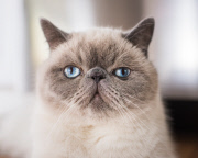 Cat Emotion portraits by Andrew Marttila, Philadelphia, America - Aug 2015