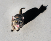 Cat Emotion portraits by Andrew Marttila, Philadelphia, America - Aug 2015