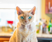 Cat Emotion portraits by Andrew Marttila, Philadelphia, America - Aug 2015