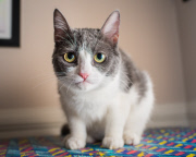 Cat Emotion portraits by Andrew Marttila, Philadelphia, America - Aug 2015