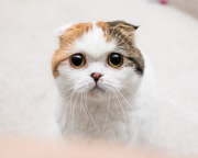 Cat Emotion portraits by Andrew Marttila, Philadelphia, America - Aug 2015