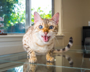 Cat Emotion portraits by Andrew Marttila, Philadelphia, America - Aug 2015