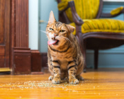 Cat Emotion portraits by Andrew Marttila, Philadelphia, America - Aug 2015