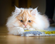 Cat Emotion portraits by Andrew Marttila, Philadelphia, America - Aug 2015