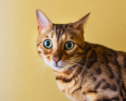 Cat Emotion portraits by Andrew Marttila, Philadelphia, America - Aug 2015