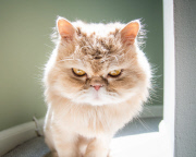 Cat Emotion portraits by Andrew Marttila, Philadelphia, America - Aug 2015