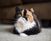 Cat Emotion portraits by Andrew Marttila, Philadelphia, America - Aug 2015