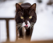 Cat Emotion portraits by Andrew Marttila, Philadelphia, America - Aug 2015