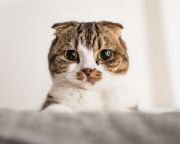Cat Emotion portraits by Andrew Marttila, Philadelphia, America - Aug 2015