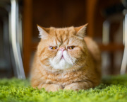 Cat Emotion portraits by Andrew Marttila, Philadelphia, America - Aug 2015