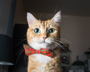 Cat Emotion portraits by Andrew Marttila, Philadelphia, America - Aug 2015