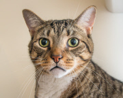 Cat Emotion portraits by Andrew Marttila, Philadelphia, America - Aug 2015