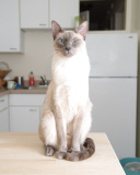 Cat Emotion portraits by Andrew Marttila, Philadelphia, America - Aug 2015