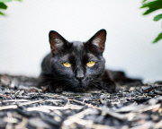 Cat Emotion portraits by Andrew Marttila, Philadelphia, America - Aug 2015