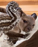 Känguru Reuben kuschelt mit Emuküken im Wild Action Zoo in Macedon