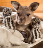 Känguru Reuben kuschelt mit Emuküken im Wild Action Zoo in Macedon