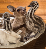 Känguru Reuben kuschelt mit Emuküken im Wild Action Zoo in Macedon