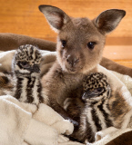 Känguru Reuben kuschelt mit Emuküken im Wild Action Zoo in Macedon