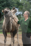 Inventur: Das alljährliche Messen und Wägen der Tiere im London Zoo