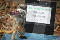 Inventur: Das alljährliche Messen und Wägen der Tiere im London Zoo