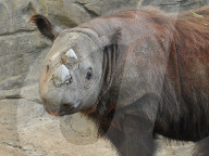 FEATURES: Nilpferd badet im Schlamm