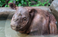 FEATURES: Nilpferd badet im Schlamm