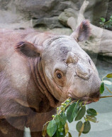 FEATURES: Nilpferd badet im Schlamm