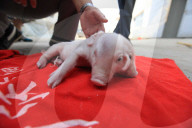 FEATURE: Schweinchen mit zwei Köpfen und drei Ohren 