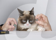 FEATURES: Not amused: Grumpy Cat wird für's Wachsmuseum vermessen