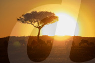FEATURE: Perfektion: Wilde Tiere vor Sonnenuntergang