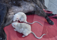 FEATURE: Tierfreundschaft: Zwei Ratten und ein Hund