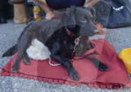 FEATURE: Tierfreundschaft: Zwei Ratten und ein Hund