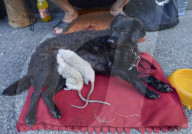 FEATURE: Tierfreundschaft: Zwei Ratten und ein Hund