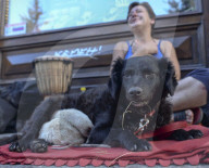 FEATURE: Tierfreundschaft: Zwei Ratten und ein Hund