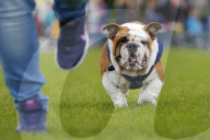 FEATURE: Mopsrennen in Wernau